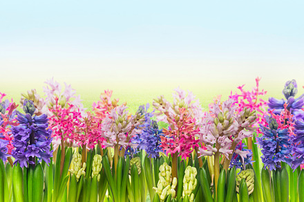 Blooming of hyacinths flowers