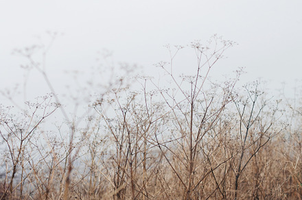 Delicate background containing field, sun, and cereal, a Nature Photo by OlgaPilnik