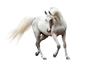 white beautiful arabian horse