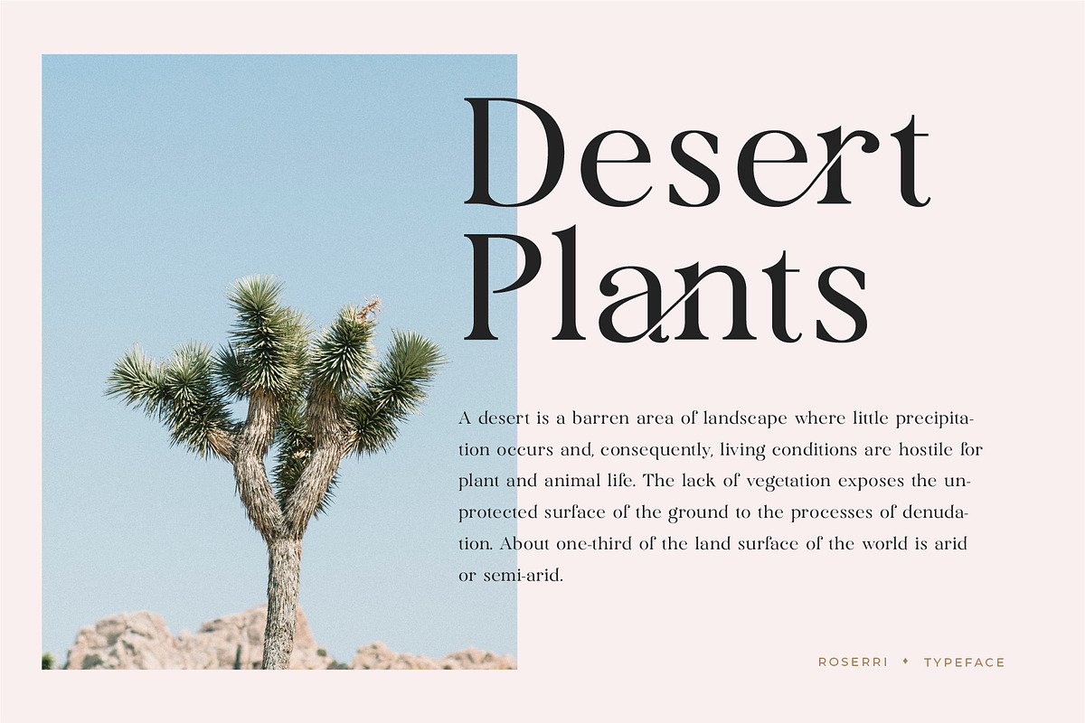 Roserri - Modern Ligature Serif, a Serif Font by Vesvocrea (Photo 10 of 15)