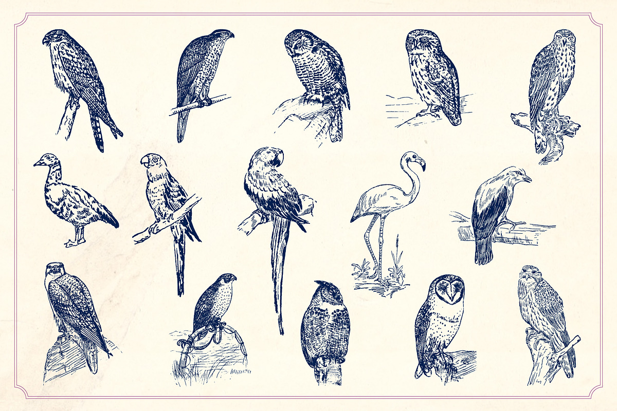 Vintage Hand Drawn Birds preview 4