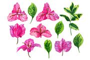 Bougainvillea flowers, a Decorative Illustration by Watercolor life (Thumbnail 2 of 4)