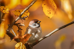 closeup of a House sparrow standing