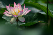 Pink Lotus Flowers Bundle, a Nature Photo by Corner Croft Mockups (Thumbnail 4 of 5)