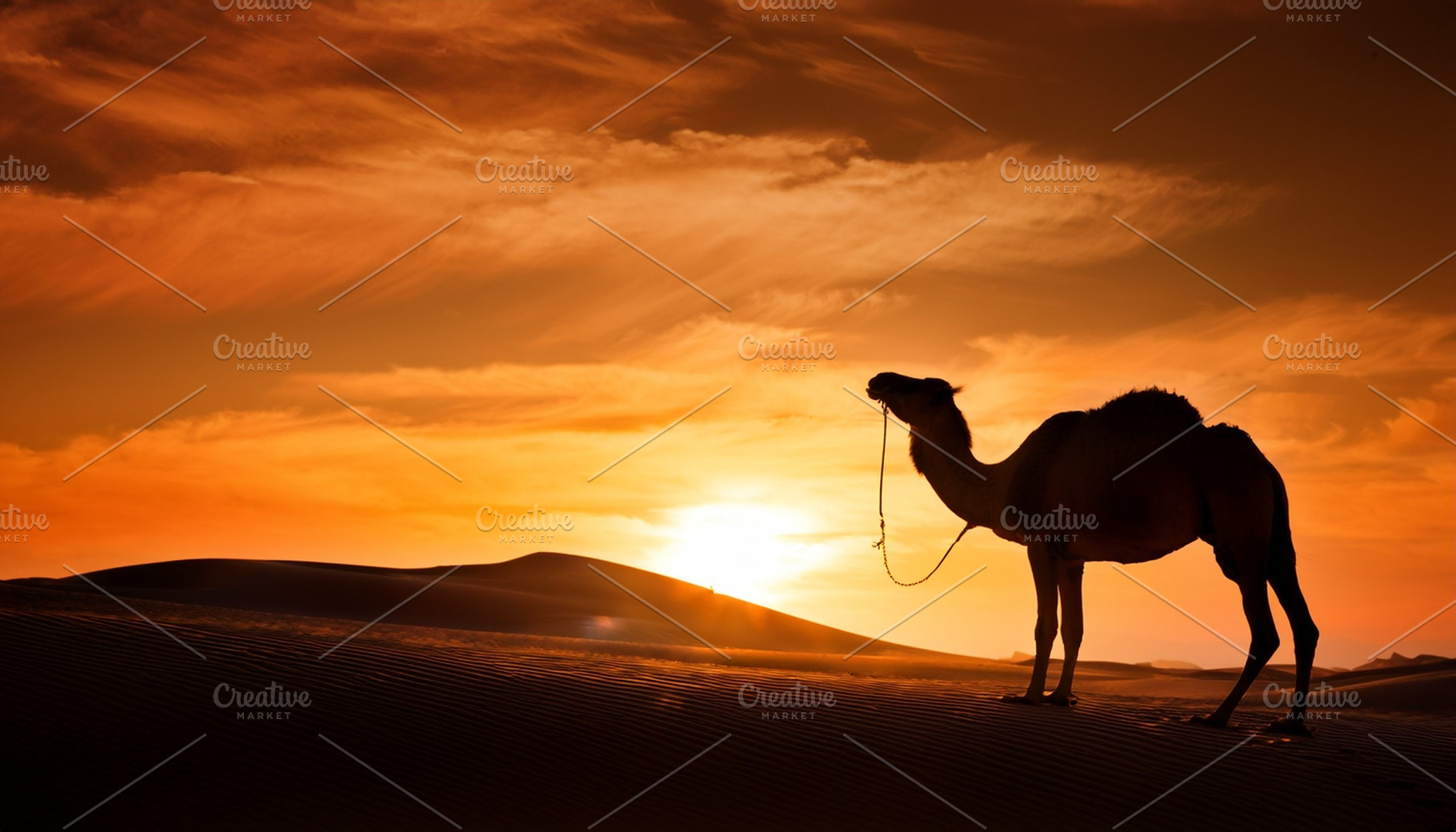 dromedary in the desert AI generated, a Photo by WorldOfPhotos