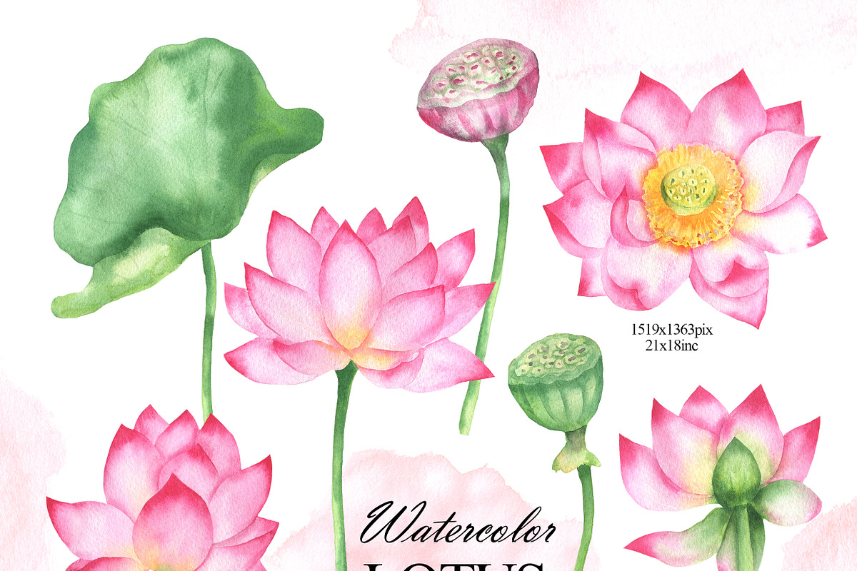 Watercolor lotus flower clipart, an Illustration by OlDm_Shop (Photo 2 of 10)