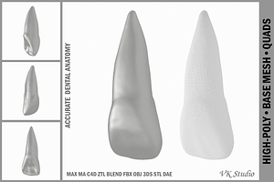 Human Upper Left Central Incisor