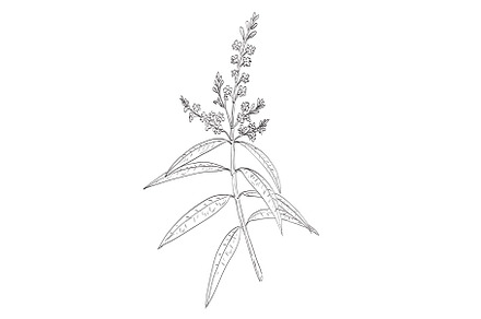 Aloysia Citrodora or Lemon Verbena