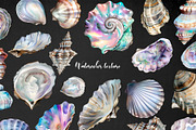 Watercolor pearl shell clipart 28PNG, an Object Illustration by Art and Funny (Thumbnail 3 of 3)