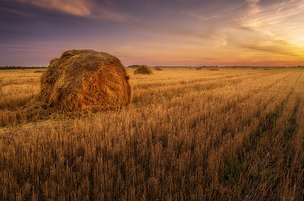 Sunset on the field featuring sunlight, meadow, and agriculture