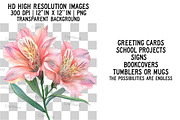 Alstroemeria Flower Watercolor PNG, an Illustration by Craft Nest (Thumbnail 2 of 6)