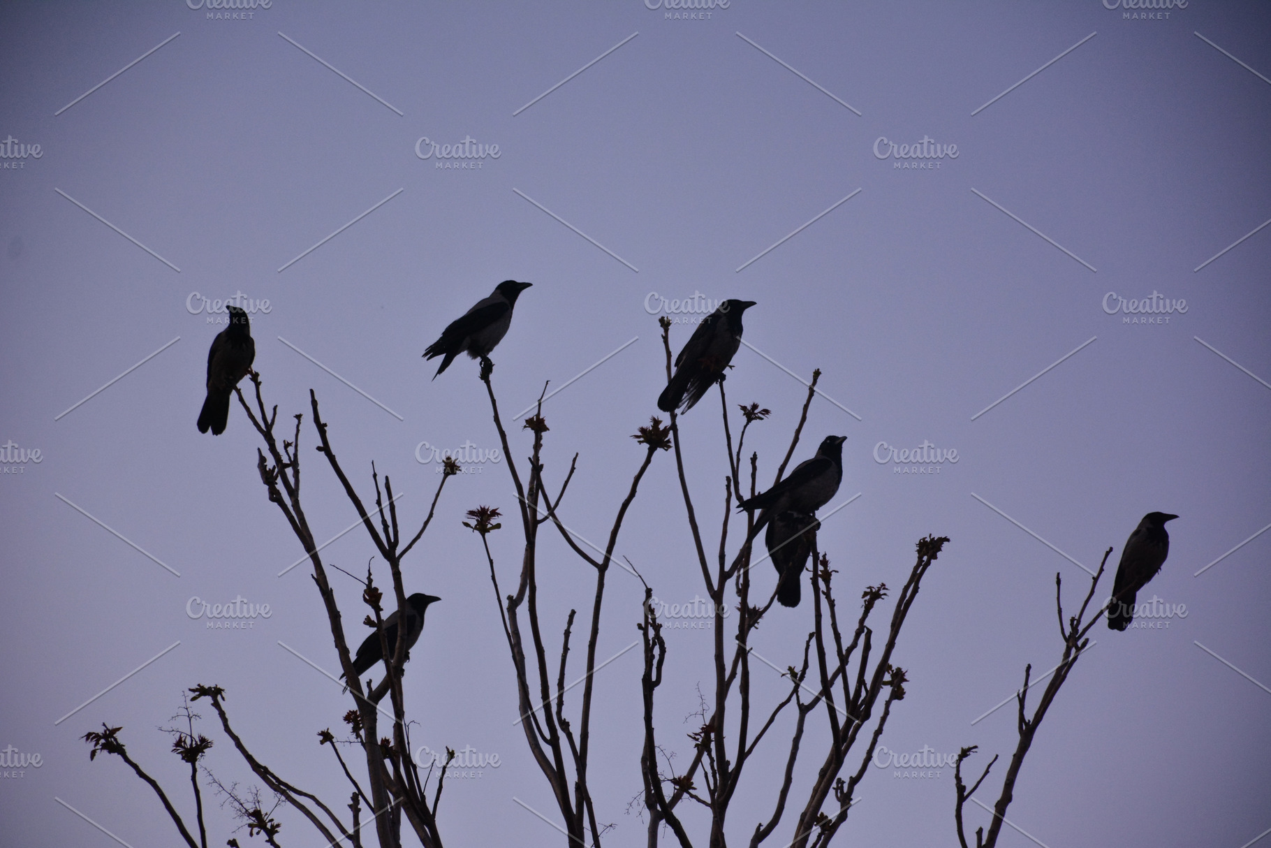 Crows at night featuring crows at, a Nature Photo by Zoomin Istanbul