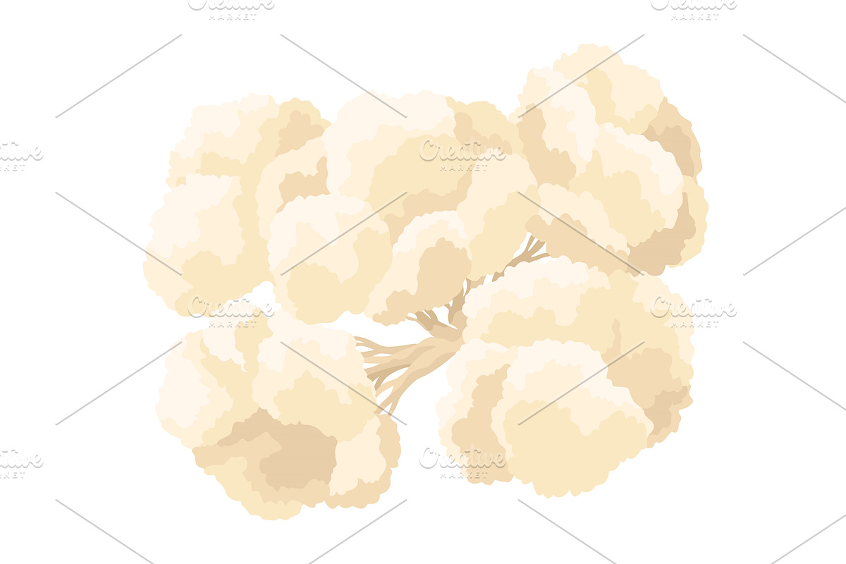 Cauliflower cabbage icon. Vegetable, a Food Illustration by the8monkey