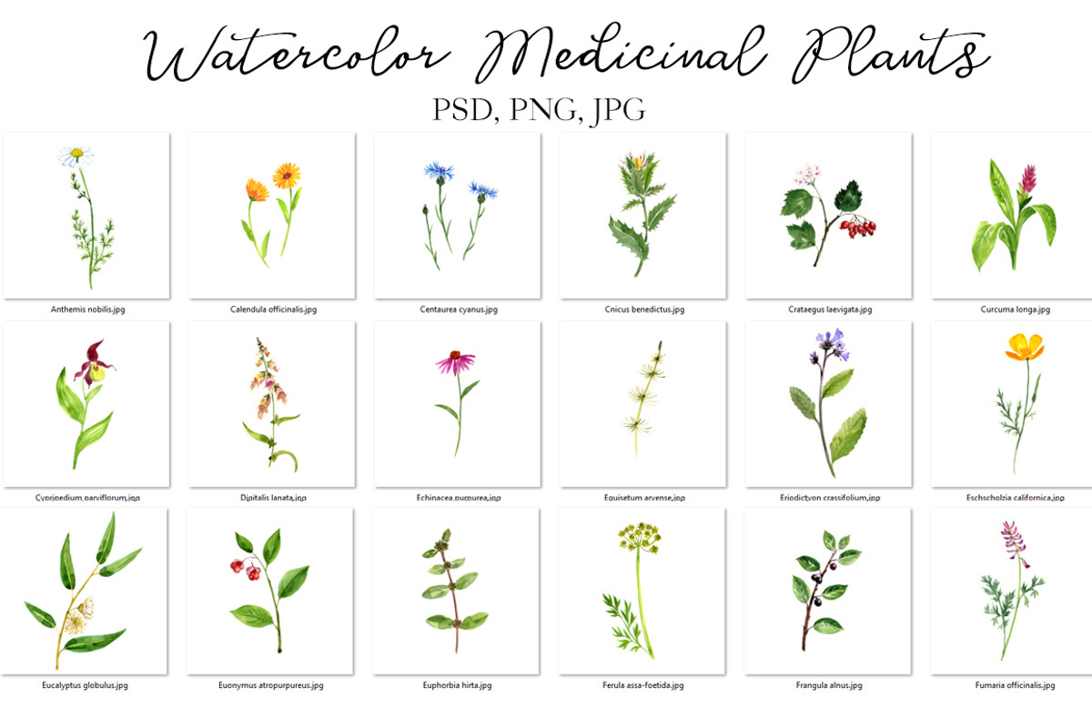 Watercolor Medicinal Plants, a Healthcare Illustration by cat_arch_angel (Photo 2 of 7)