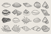 Seashell Coastal Vector Illustration, an Animal Illustration by Kusumaillustration (Thumbnail 3 of 9)