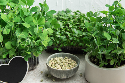 Gardener growing microgreens at home using seeds and pots, a Food & Drink Photo by Olena Rudo