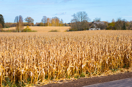 Dried cornfield in autumn day before harvest, an Industrial Photo by MDBildes