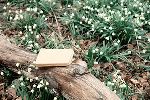 Book on a fall tree branch in meadow of snowdrops