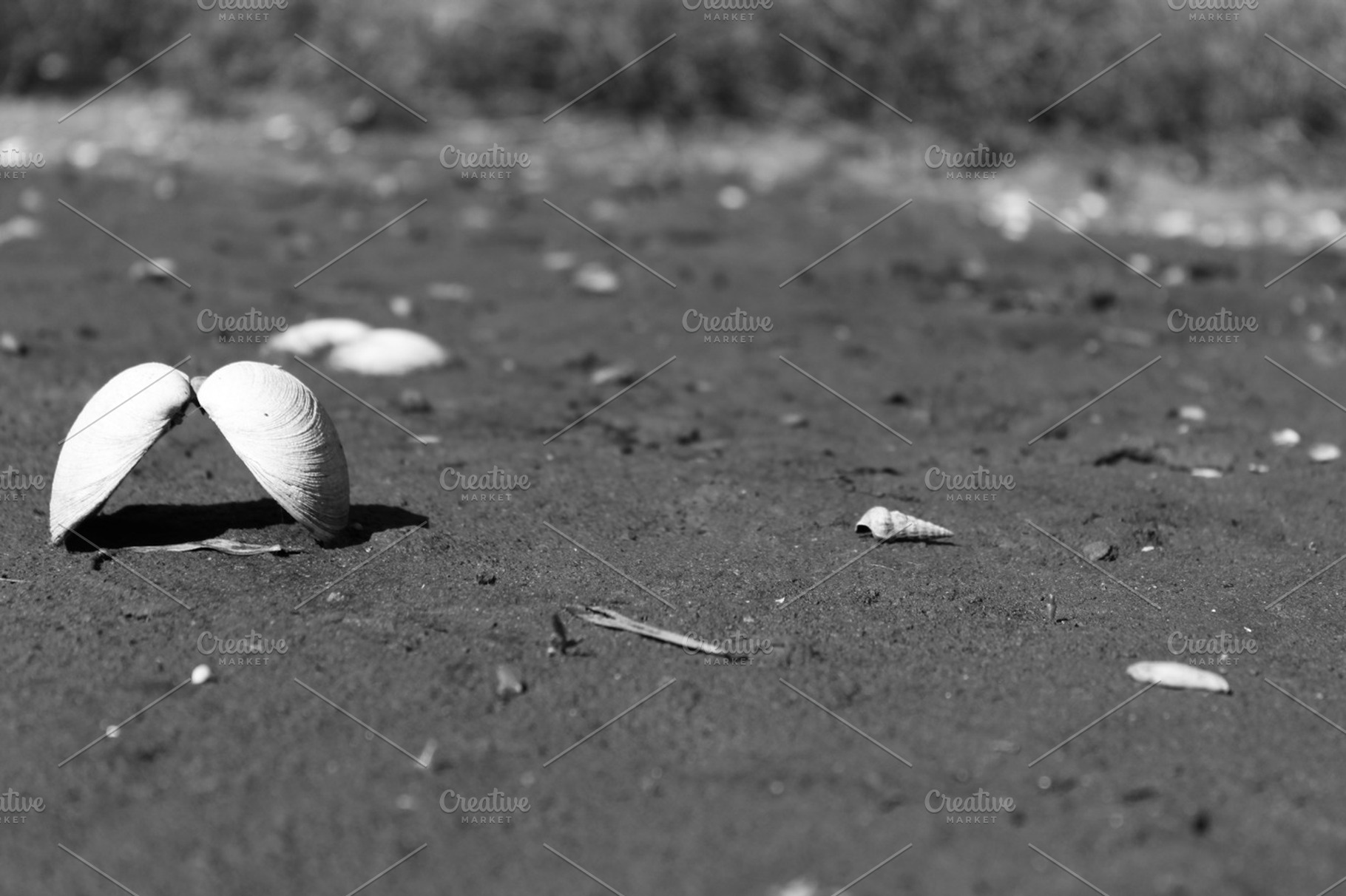 Opened Seashell Black White