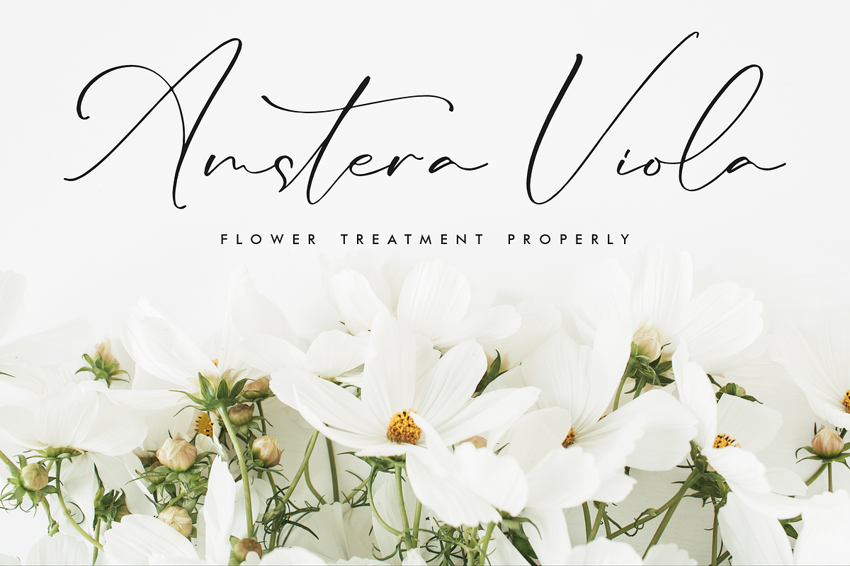 Lillywhite A Beautiful Script Font, a Script Font by Storytype Studio (Photo 2 of 15)