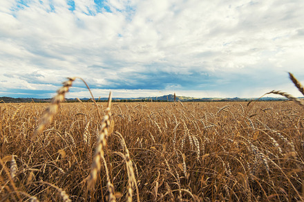 Wheat field on sunset containing nature, land, and sun, a Nature Photo by Jan Jack Russo Media
