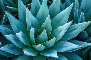 Background of green agave cactus, a Nature Photo by AlyaAnd