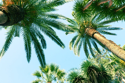 Palms and sky featuring palm, tree, and trees, a Nature Photo by Neirfy