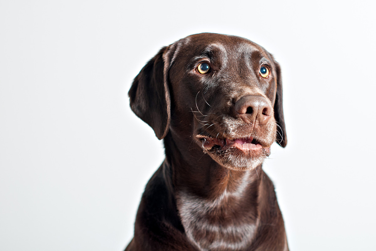 Chocolate lab set 2 featuring lab, labrador, and dog, an Animal Photo by Persnickety Prints (Photo 1 of 2)