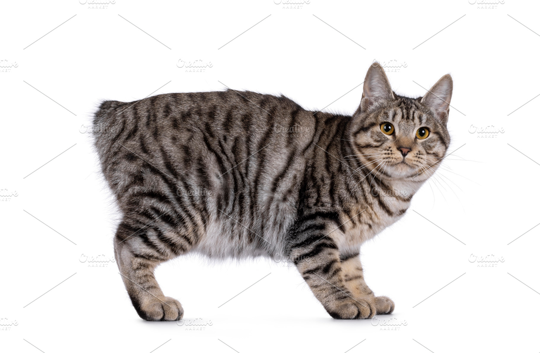 Kurilian Bobtail cat on white, an Animal Photo by Cat'chy Images by Nynke