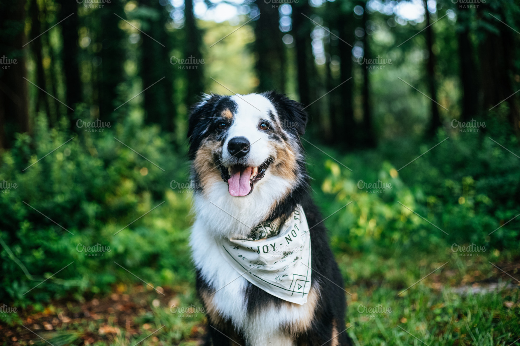 Camp dog stock photo containing aussie and australian shepherd, an Animal Photo by AlyssaKayeGraham
