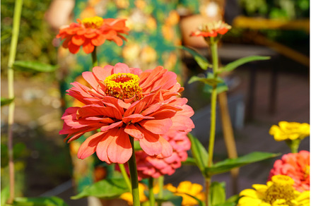pink flower of Zinnia elegans youth, a Nature Photo by darksoul72