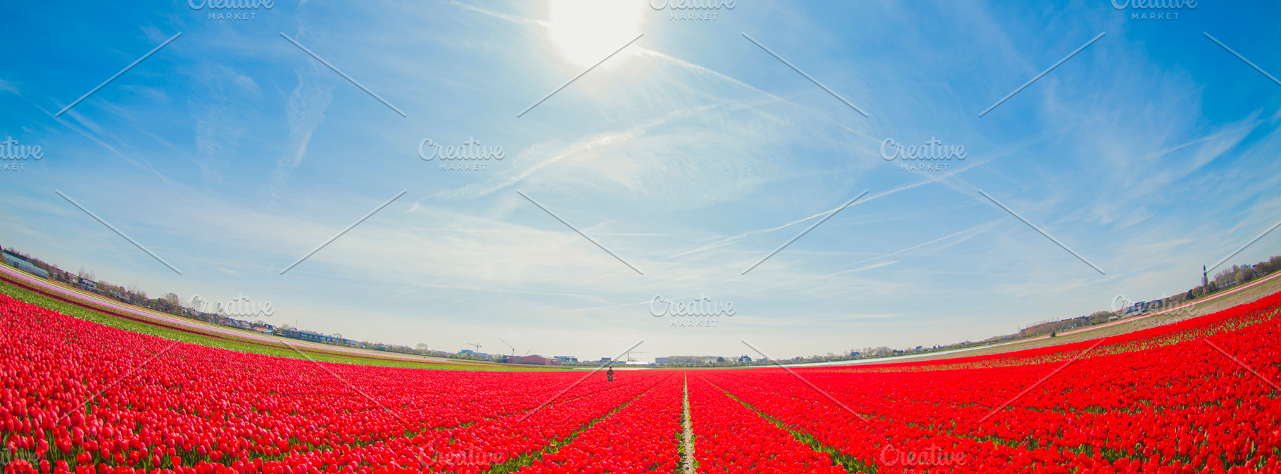 Red tulip field in Netherlands under blue sunny sky, spring land, a Photo by Pictures for you!!!!!!!!!