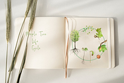 Maple Life Cycle Clip Arts and Print, an Education Illustration by Tati Bordiu (Thumbnail 4 of 4)