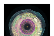 Soma Co. Biomorphic Solargrams, an Education Illustration by milatovar (Thumbnail 8 of 19)
