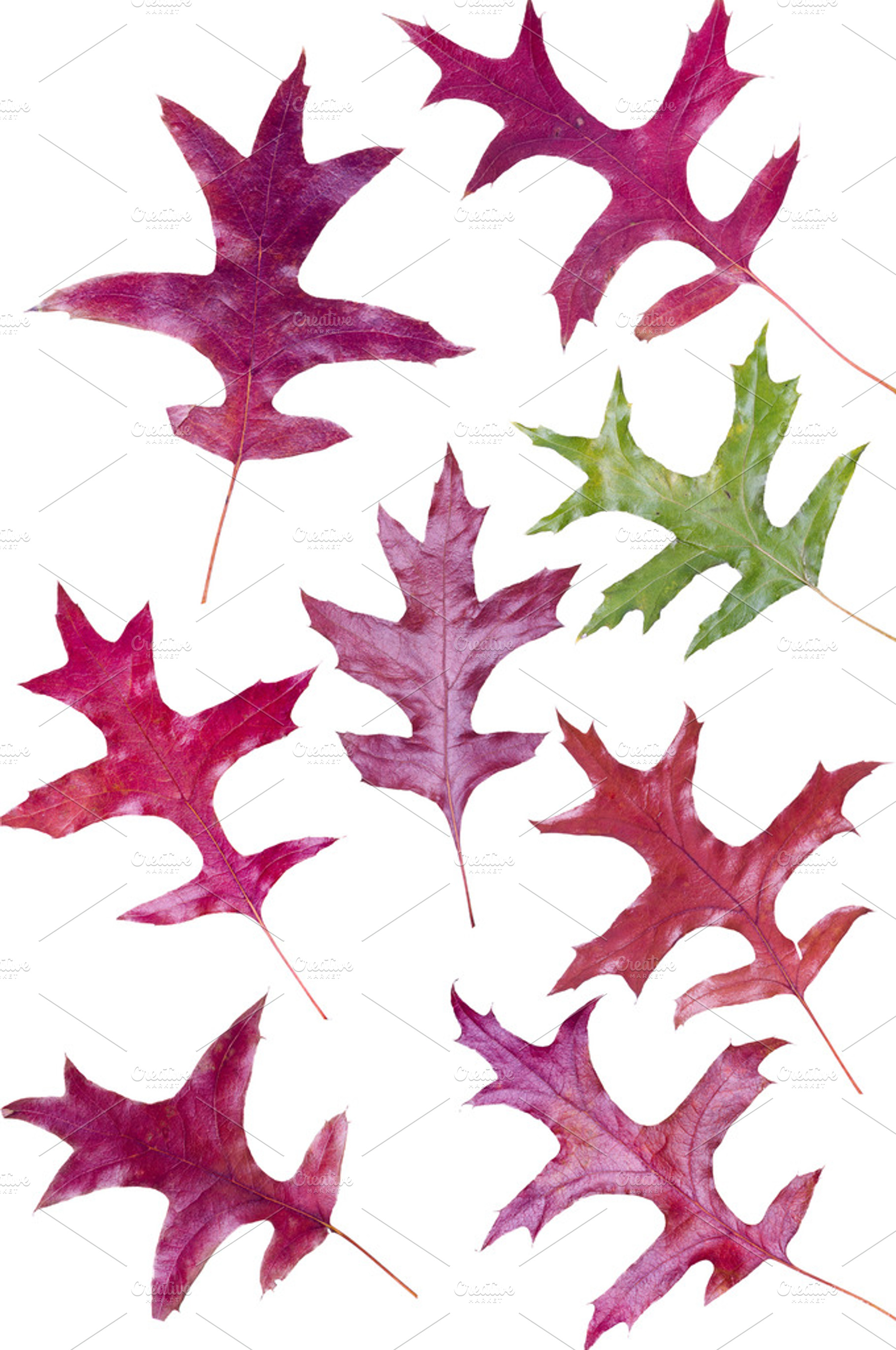 Colorful fall leaves stock photo containing fall and autumn