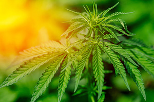 Marijuana leaves close up cannabis featuring cannabis, marijuana, and