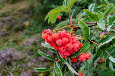 Red rowan berries in the forest, a Nature Photo by Photostock