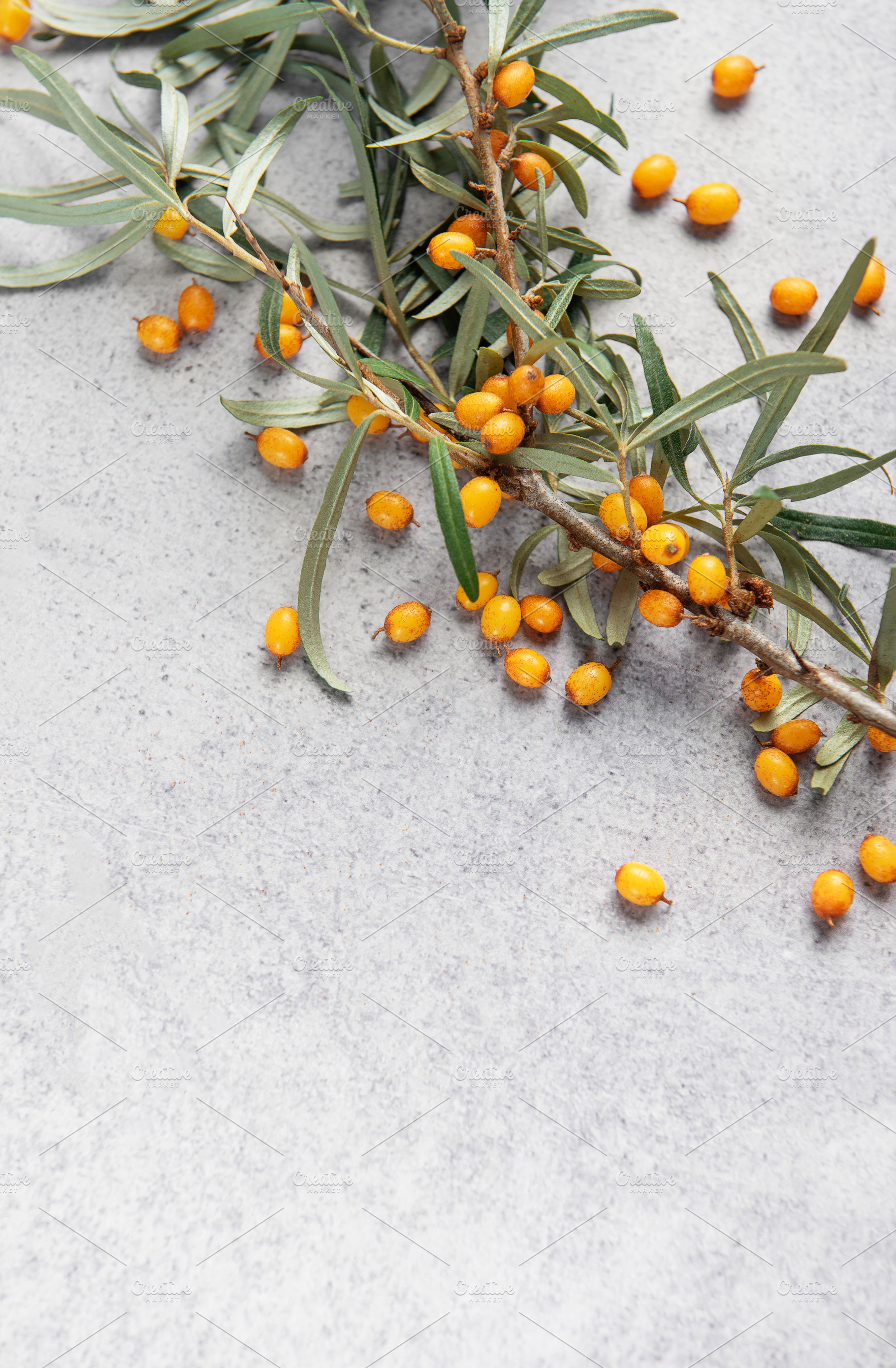 Sea buckthorn berry branch with copy space, a Food & Drink Photo by Olena Rudo
