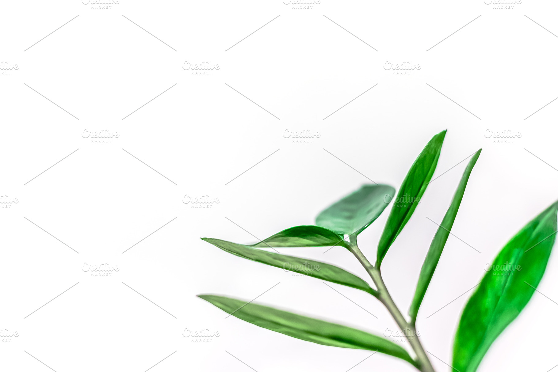 Green plants leaves on white background, a Nature Photo by Dvoevnore photos