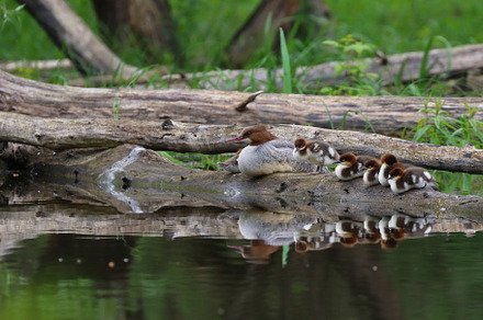 Merganser with little ducklings