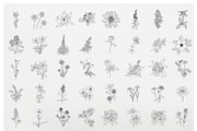 50 State Flowers for Coloring books, a Graphic by Hanatist Studio (Thumbnail 5 of 8)