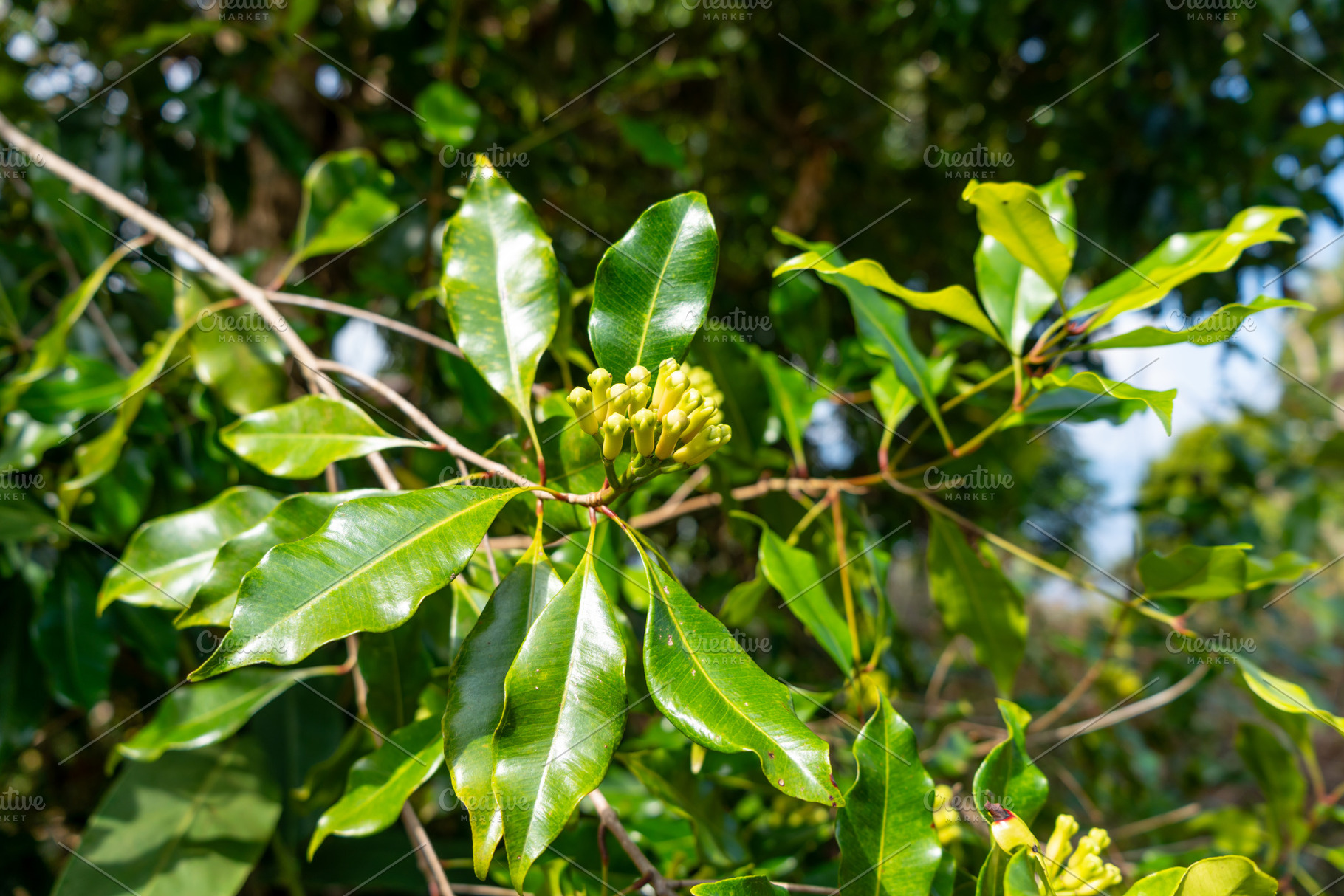 Clove bud growing on tree in Tentena, Sulawesi, Indonesia forest, a Food & Drink Photo by GoodGoods