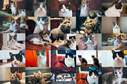 Hipster Cats Photo Pack preview 2