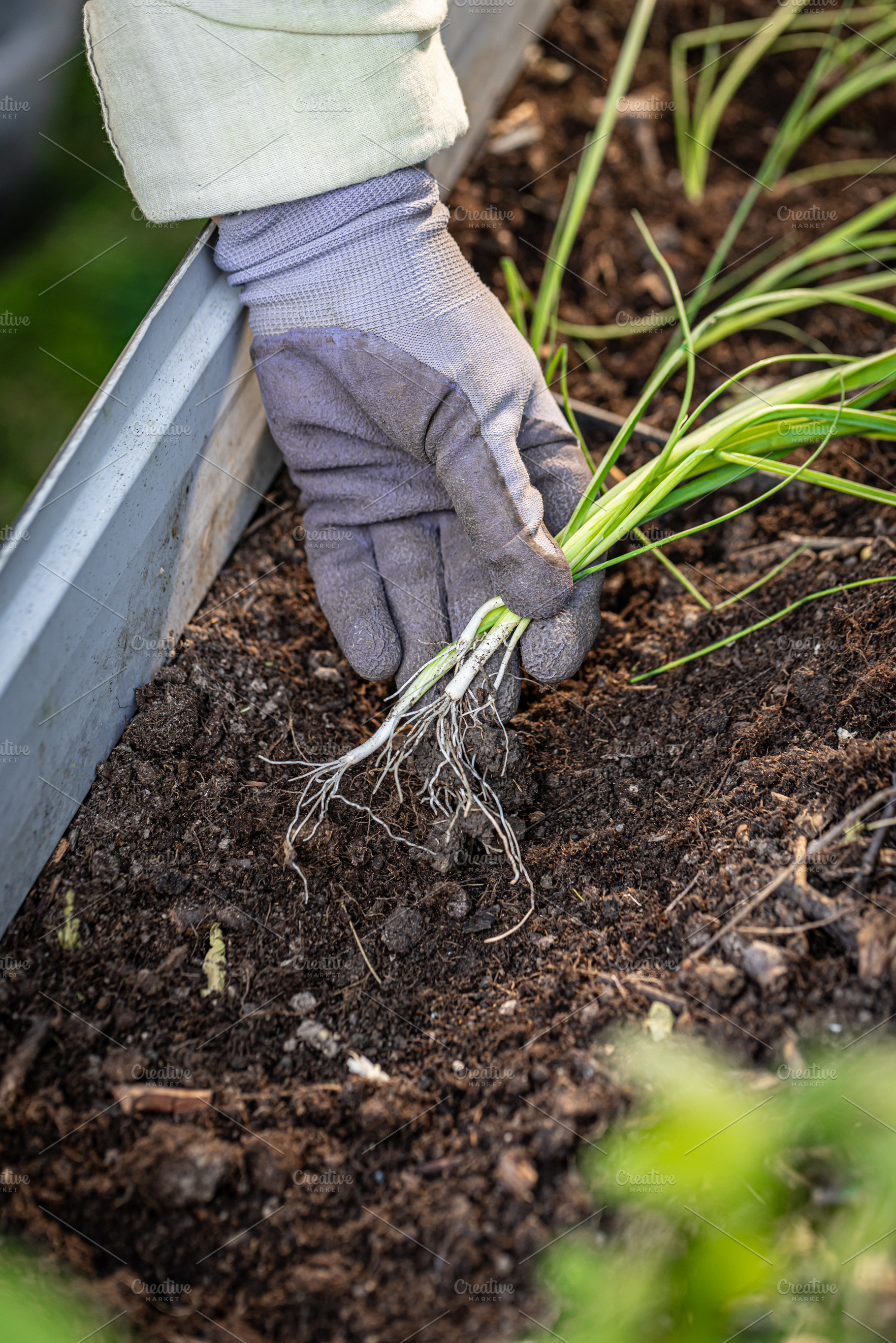 Gardener planting spring onions, a Photo by Grafvision photography