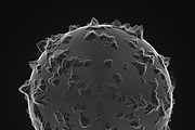 Ultra Thin Spheres 2, an Object Graphic by GarryKillian (Thumbnail 12 of 12)
