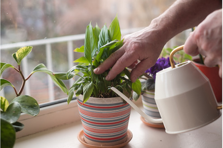 Watering potted home flowers. Close, a Person Photo by Koldunova