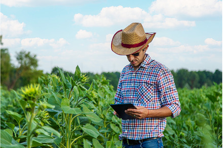 Field sunflowers farmer in the field, a Nature Photo by yanadjana