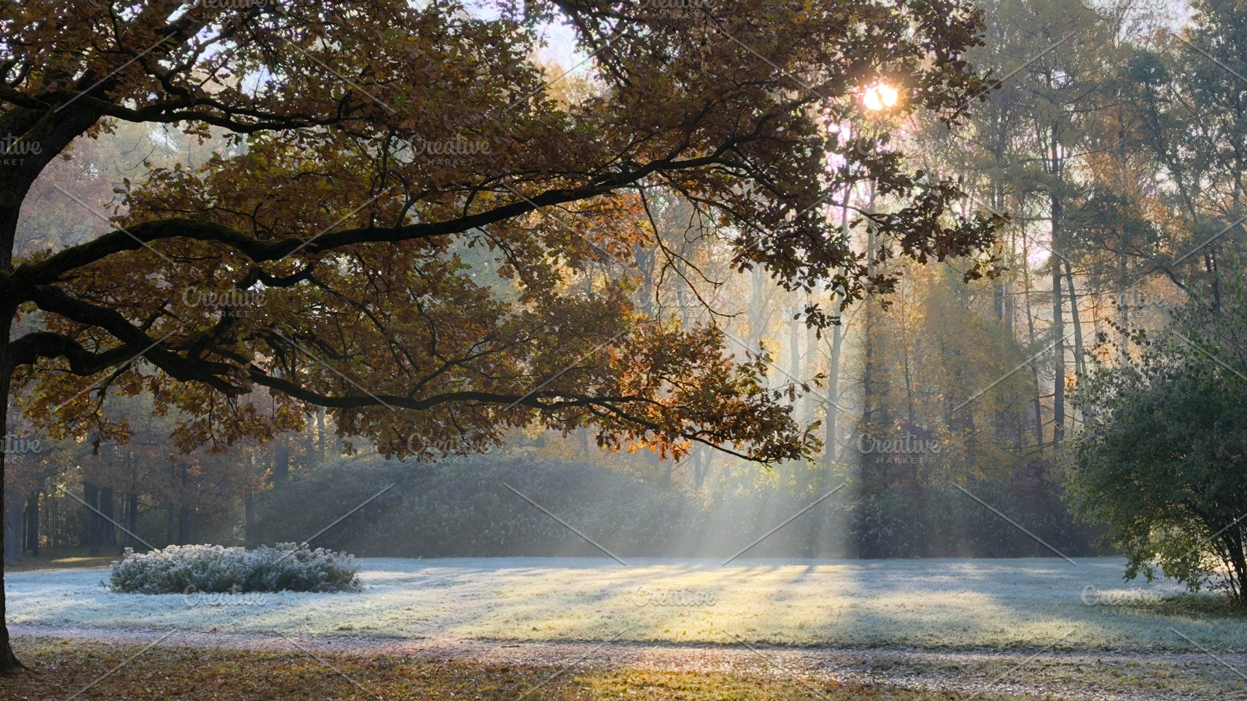 A serene landscape featuring a large tree with autumn leaves, sunlight filterin, a Nature Photo by Textures & Backgrounds