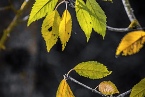 The Magic of Autumn #1, a Nature Photo by jakub_kopecky