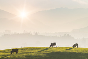 Rural Landscape with Cows